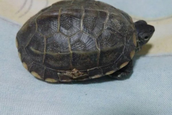 乌龟壳脱皮能不能用手撕，容易对新生的皮肤造成伤害