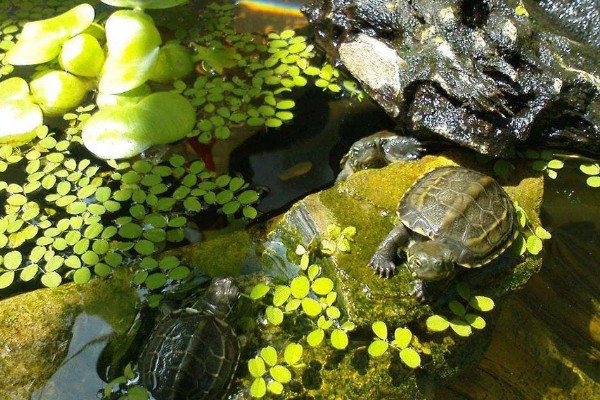 乌龟壳脱皮能不能用手撕，容易对新生的皮肤造成伤害