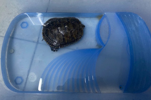 乌龟壳脱皮能不能用手撕，容易对新生的皮肤造成伤害