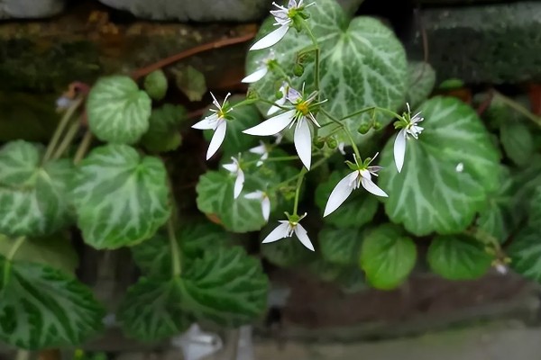 虎耳草有没有毒，误食会引起不良症状