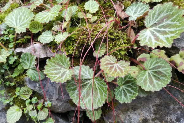 虎耳草有没有毒，误食会引起不良症状