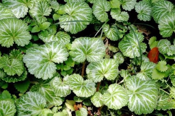 虎耳草有没有毒，误食会引起不良症状