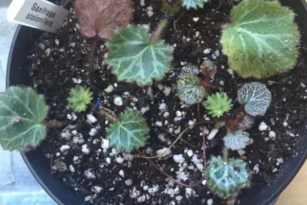 虎耳草有没有毒，误食会引起不良症状