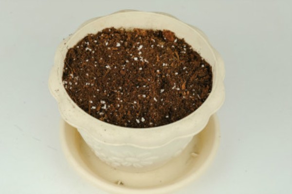 虎耳草有没有毒，误食会引起不良症状