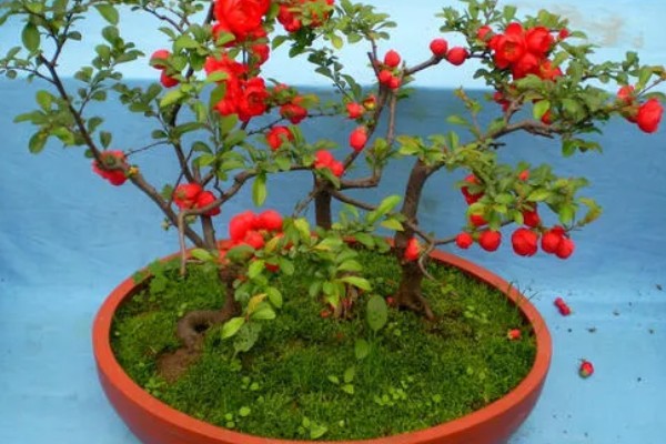 日本海棠的养殖方法，要置于采光好的地方养护