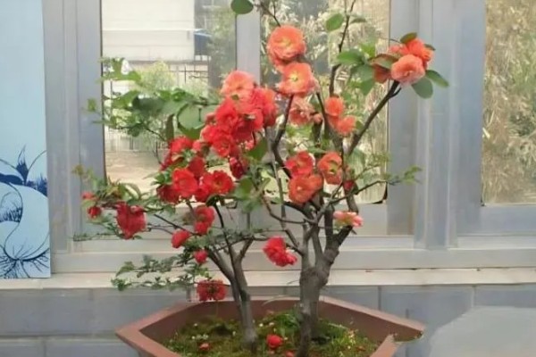日本海棠的养殖方法，要置于采光好的地方养护