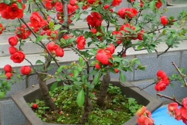 日本海棠的养殖方法，要置于采光好的地方养护