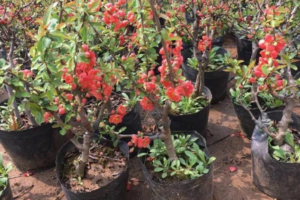 日本海棠的养殖方法，要置于采光好的地方养护