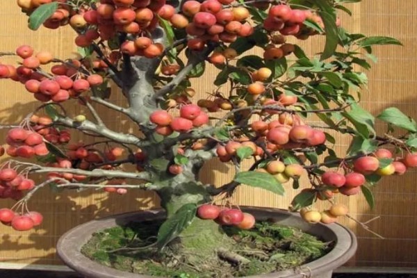 日本海棠的养殖方法，要置于采光好的地方养护