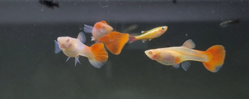 让孔雀鱼快速繁殖的方法，将水温保持在26℃有利于繁殖