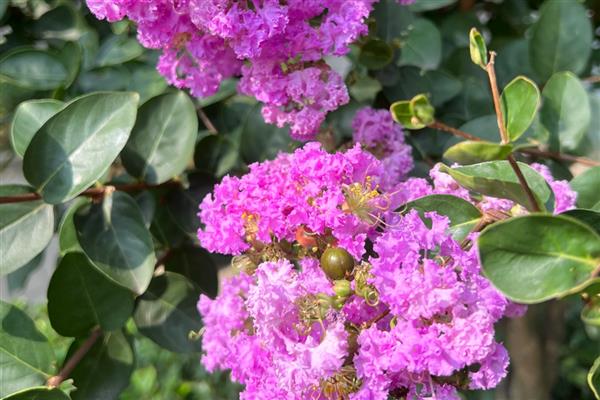 紫薇的花期,在每年6-9月