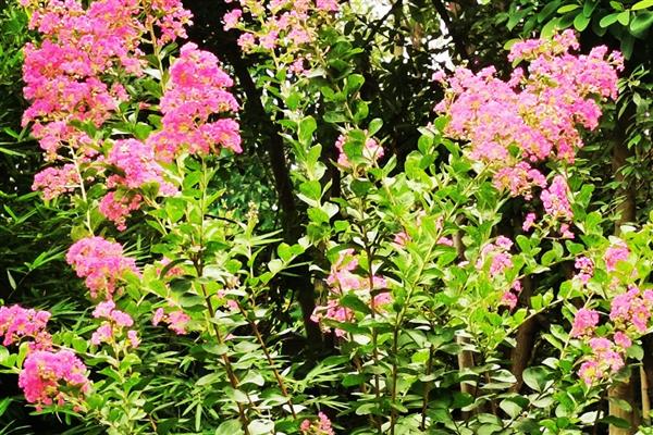 紫薇的花期,在每年6-9月