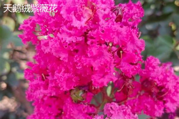 紫薇的花期,在每年6-9月