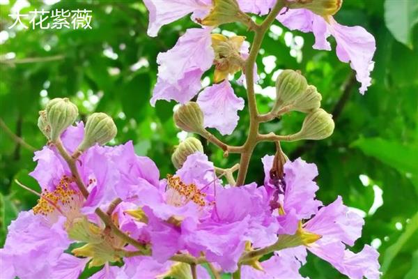 紫薇的花期,在每年6-9月