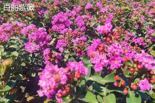 紫薇的花期,在每年6-9月