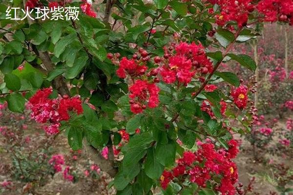 紫薇的花期,在每年6-9月