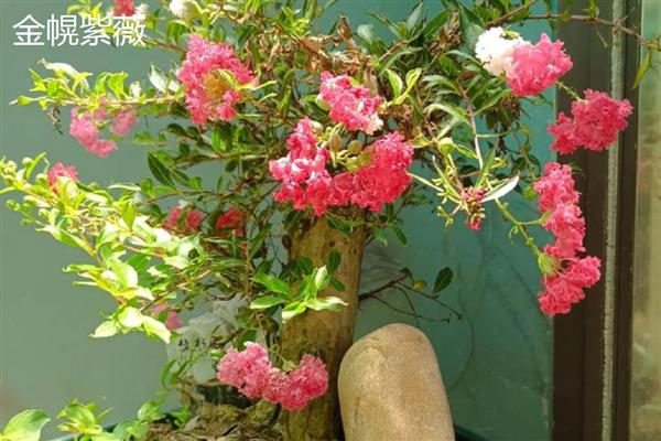 紫薇的花期,在每年6-9月