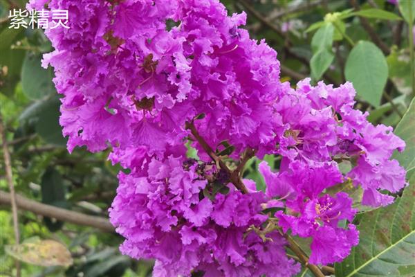 紫薇的花期,在每年6-9月