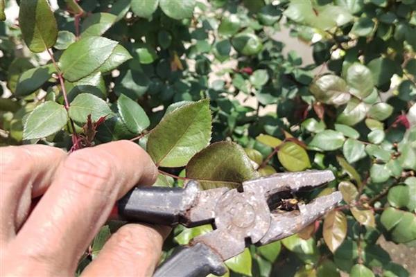 玫瑰如何修剪,出现残花时就要修剪了