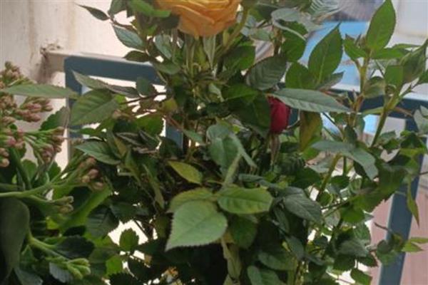 玫瑰如何修剪,出现残花时就要修剪了