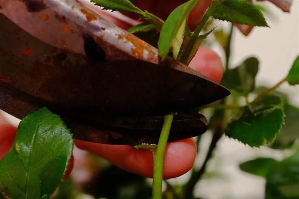 玫瑰如何修剪,出现残花时就要修剪了