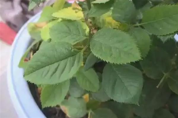 玫瑰如何修剪,出现残花时就要修剪了