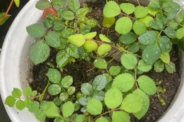 玫瑰如何修剪,出现残花时就要修剪了