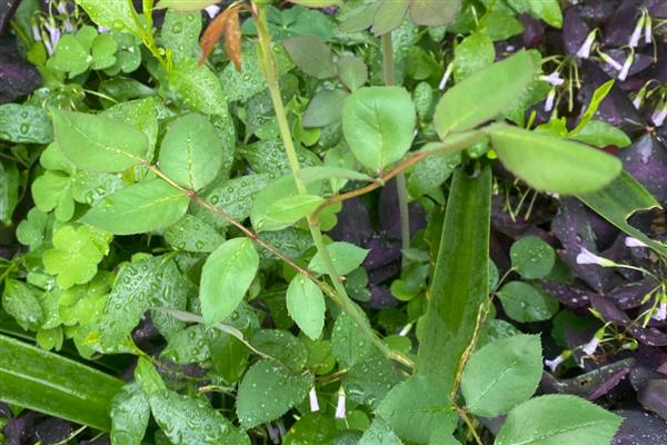 玫瑰如何修剪,出现残花时就要修剪了