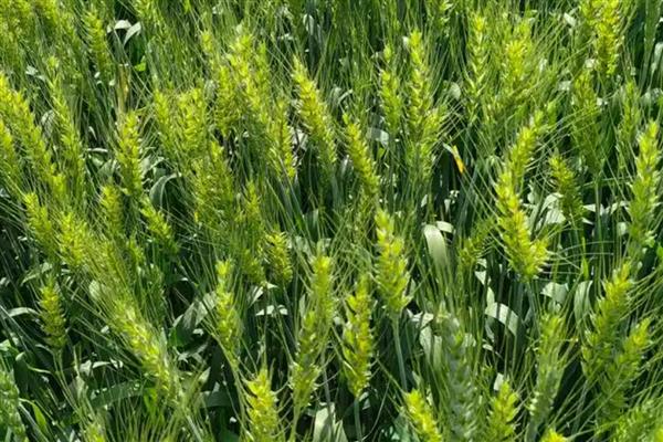 华麦158小麦的简介，适合种植在山东省、河北省