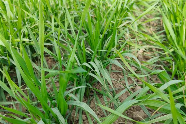 华麦158小麦的简介，适合种植在山东省、河北省