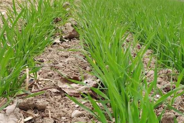 华麦158小麦的简介，适合种植在山东省、河北省