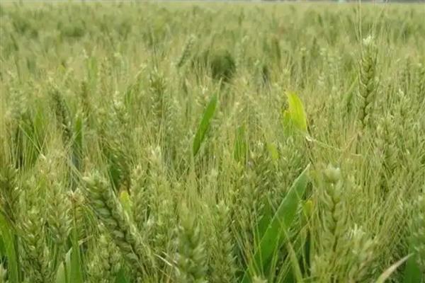 华麦158小麦的简介，适合种植在山东省、河北省