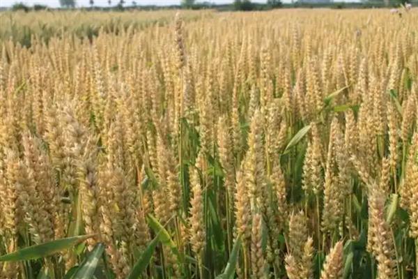 华麦158小麦的简介，适合种植在山东省、河北省