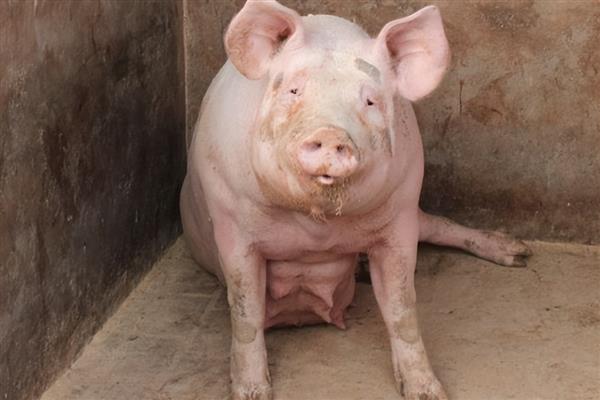 母猪产前便秘不吃食如何治疗,需及时改善伙食