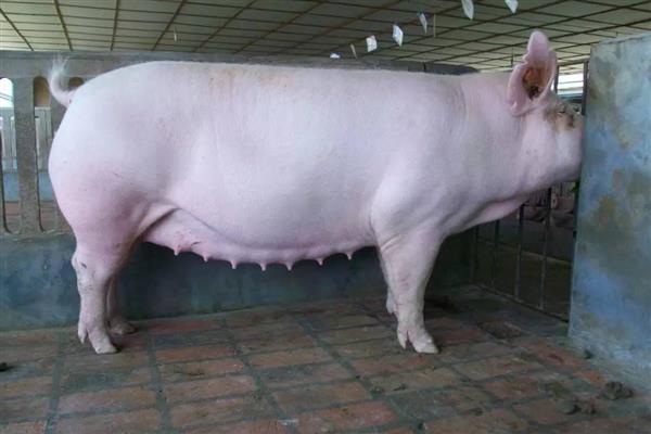 母猪产前便秘不吃食如何治疗,需及时改善伙食