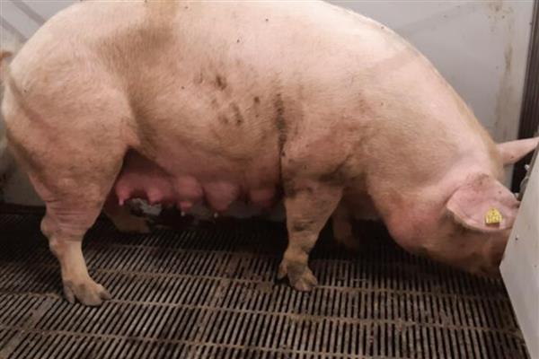 母猪产前便秘不吃食如何治疗,需及时改善伙食