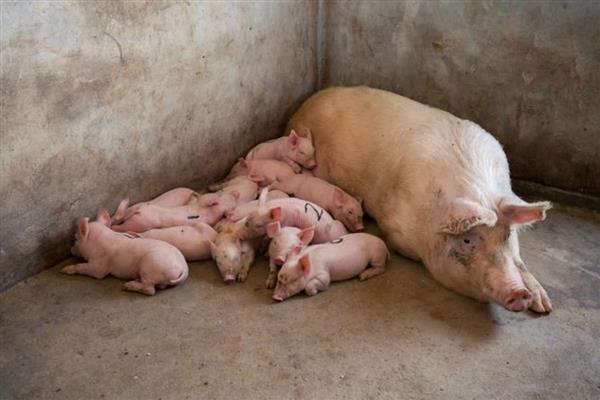 母猪产前便秘不吃食如何治疗,需及时改善伙食