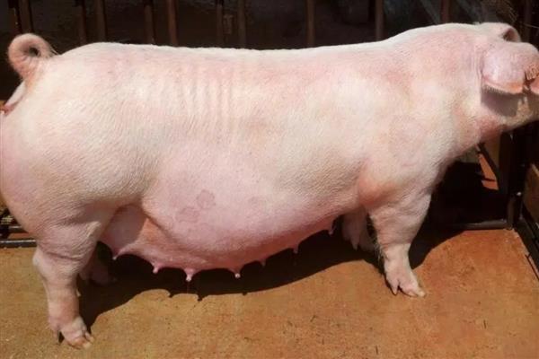 母猪产前便秘不吃食如何治疗,需及时改善伙食