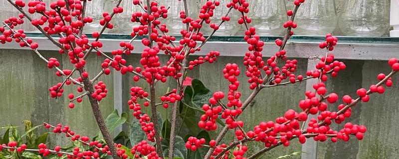 红果冬青能水培多长时间，可以存活1个月左右