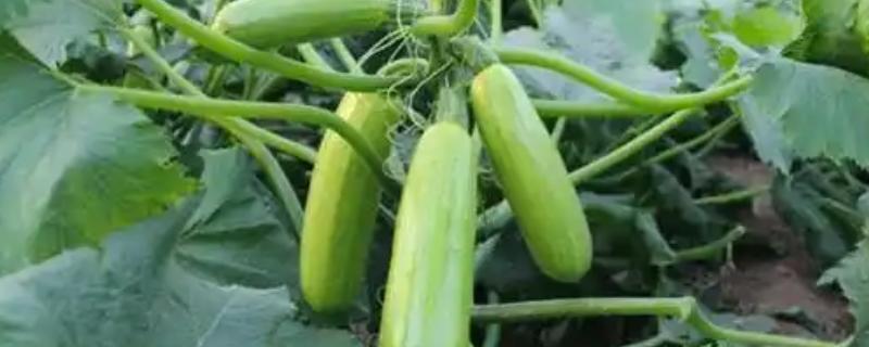 西葫芦化瓜的原因，温度不适或光照不当均会导致