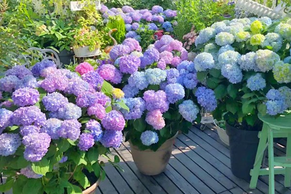 无尽夏不开花是什么原因，可能是光照不足所致