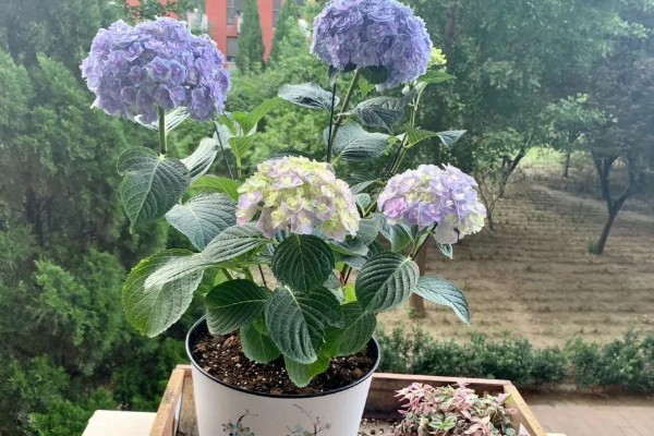 无尽夏不开花是什么原因，可能是光照不足所致