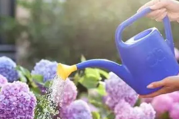 无尽夏不开花是什么原因，可能是光照不足所致