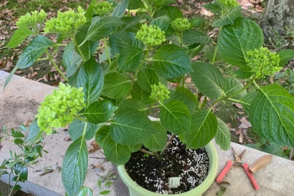 无尽夏不开花是什么原因，可能是光照不足所致