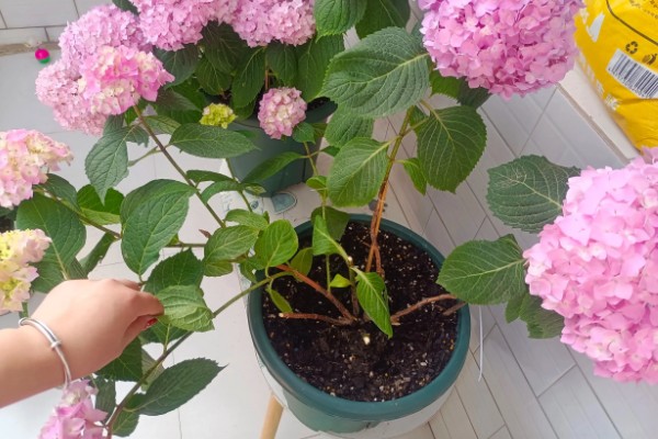 无尽夏不开花是什么原因，可能是光照不足所致