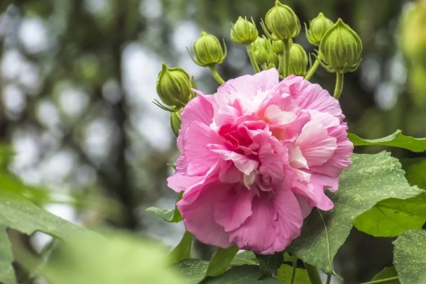 芙蓉花有什么花语,代表纯洁、富贵吉祥等含义