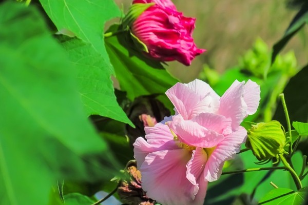 芙蓉花有什么花语,代表纯洁、富贵吉祥等含义