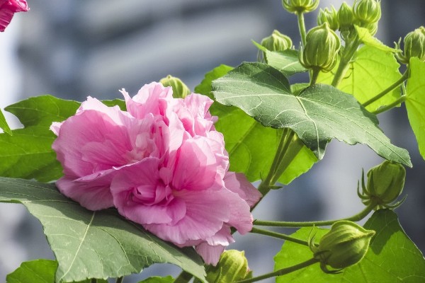 芙蓉花有什么花语,代表纯洁、富贵吉祥等含义