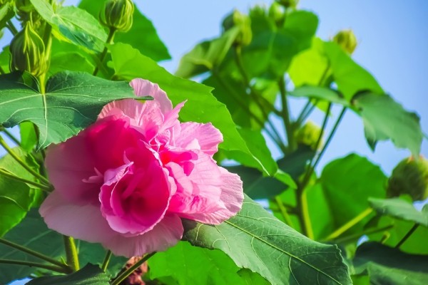 芙蓉花有什么花语,代表纯洁、富贵吉祥等含义