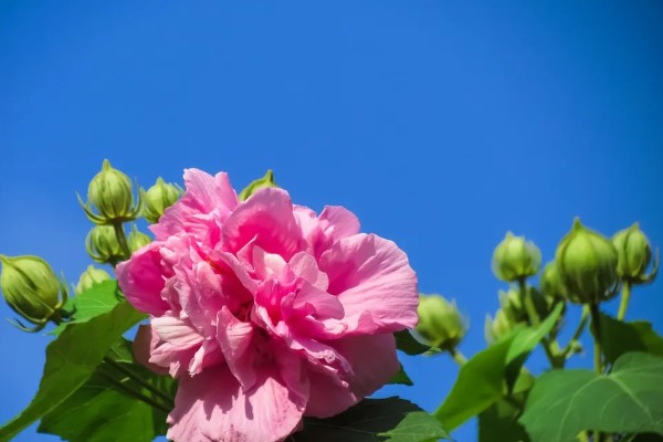 芙蓉花有什么花语,代表纯洁、富贵吉祥等含义